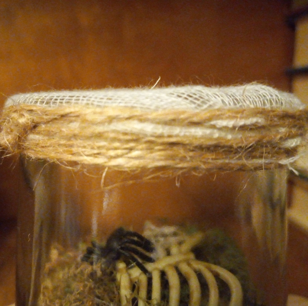 Skeletal specimen jars, set of 3, handmade - Picture 8 of 16